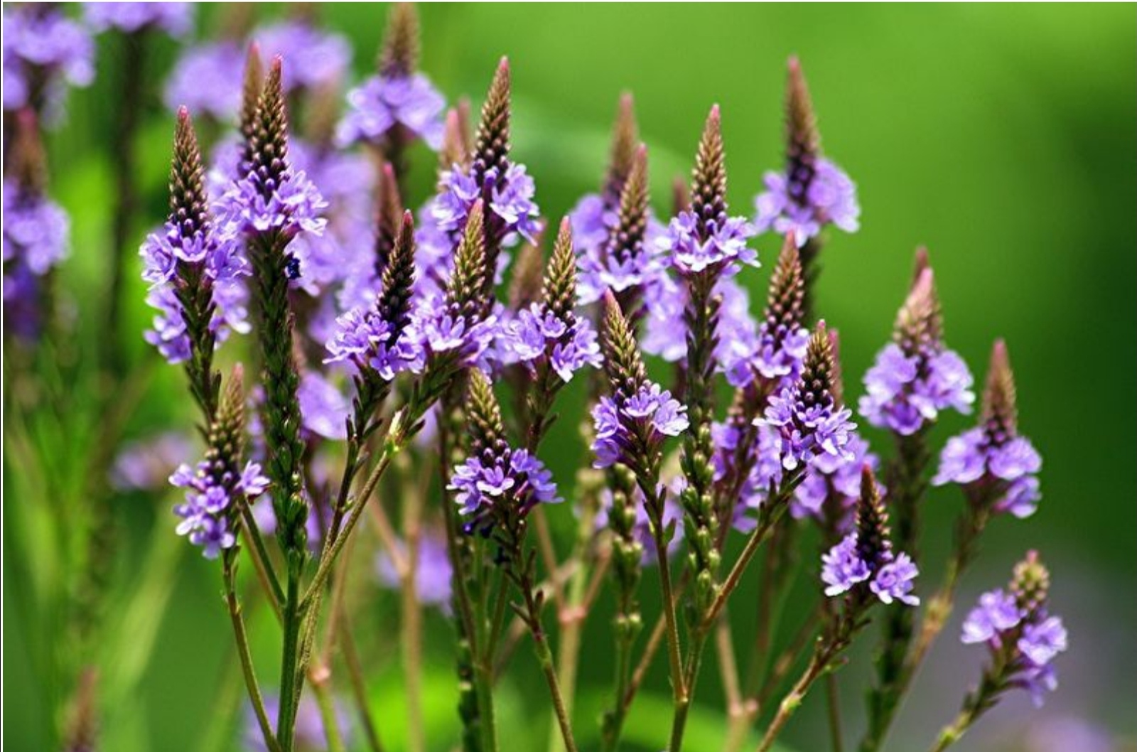 Вербена лекарственная (Verbena officinalis)